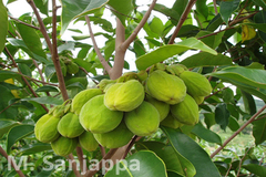 Aquilaria malaccensis